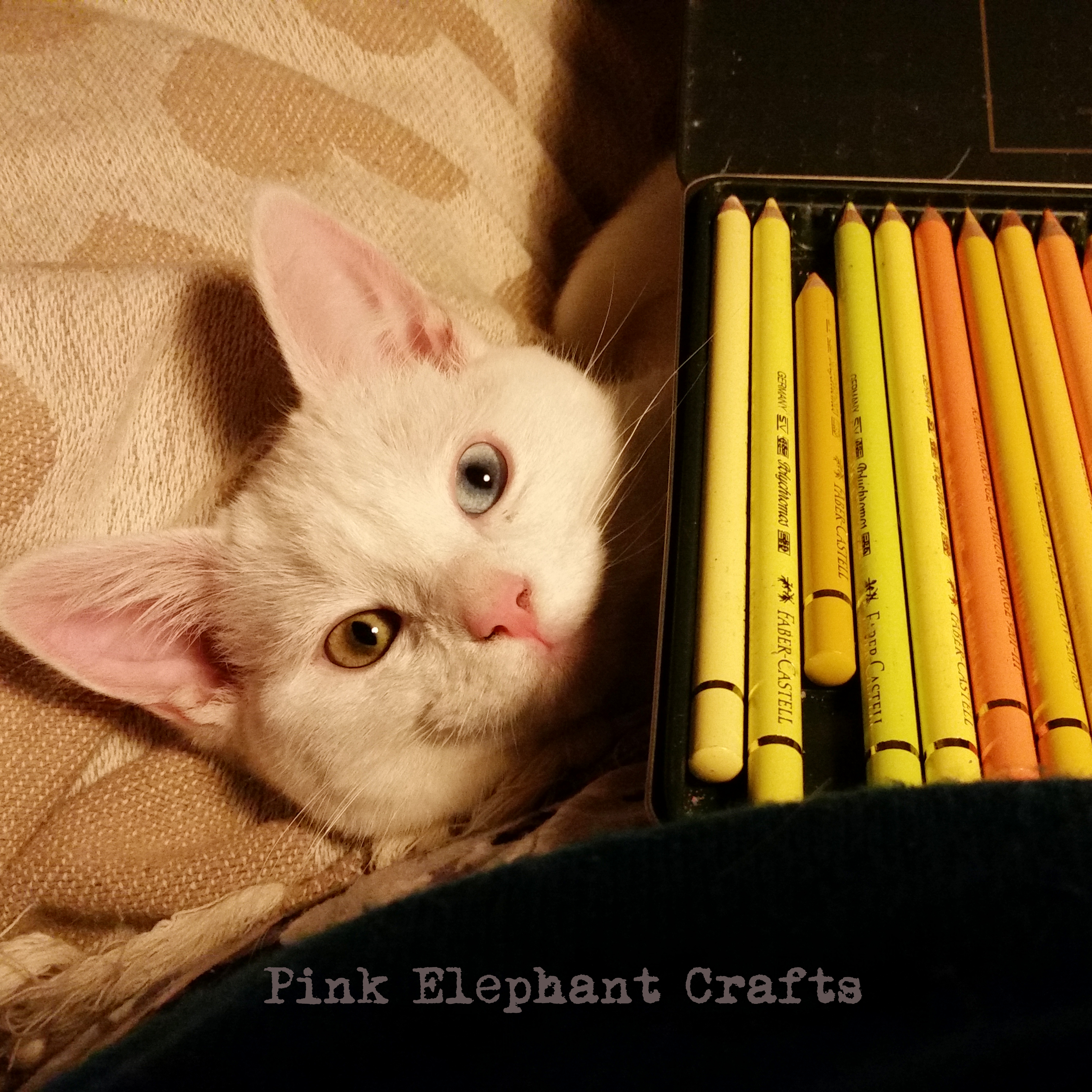 cute kitten with coloured pencils