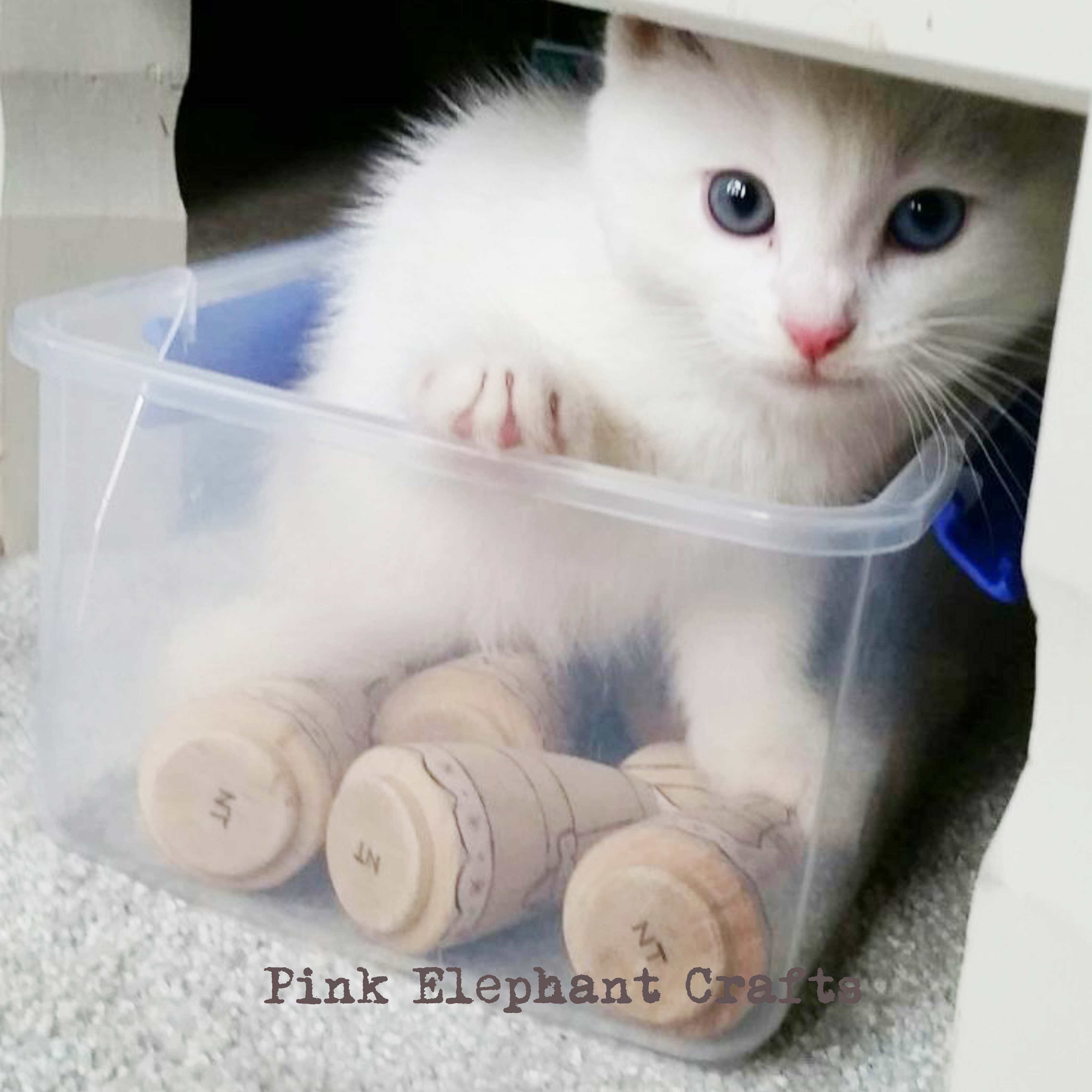 cute kitten with wooden peg dolls